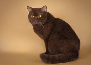 Шоколадный окрас британских кошек с фото галереей. Фото британских кошек, котов, котят шоколадного окраса. Шоколадные британцы: стандарт окраса 